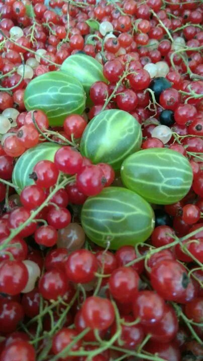 Гибрид киви и крыжовника. Ягода похожая на крыжовник со вкусом киви. Крыжовник киви семена.