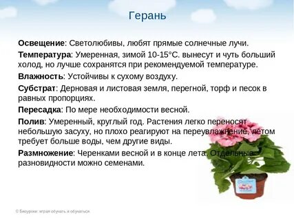 Герань условия ухода