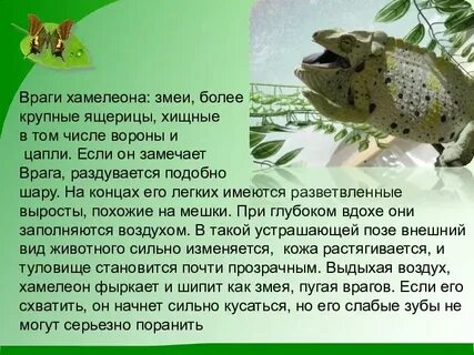 Рассказ про хамелеона