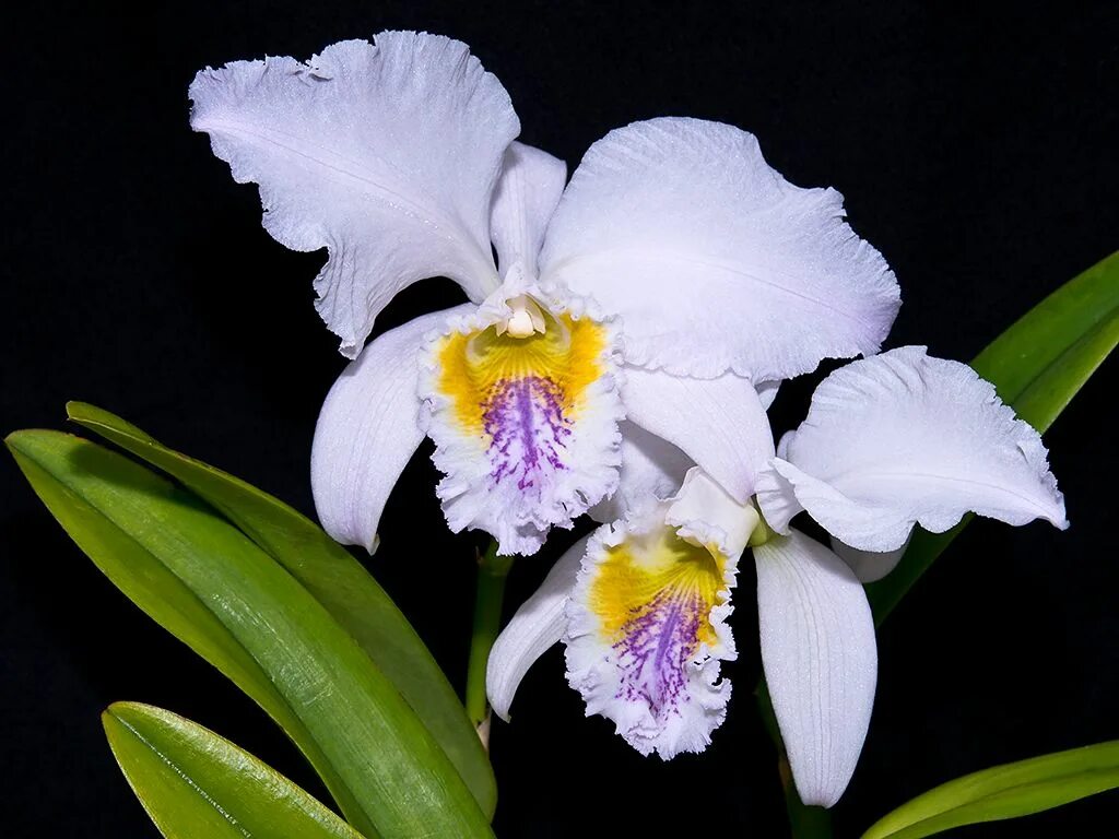 Каттлея Cattleya mossiae. Орхидеи Cattleya mossiae. Каттлея Мосси Церулея. Каттлея Мосси голубая.