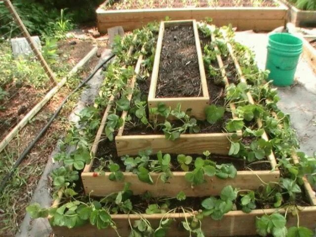 50 DIY Raised Garden Bed Plans PDF (How To Guide) Vertical garden diy, Garden pr