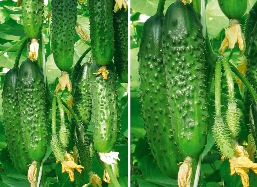 Позднеспелые сорта огурцов