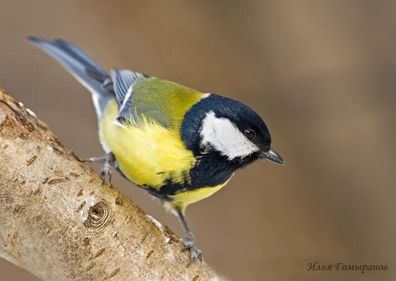 скворцы и синицы. скворцы и синицы. снегирь поползень. скворец или синица. синица поползень.