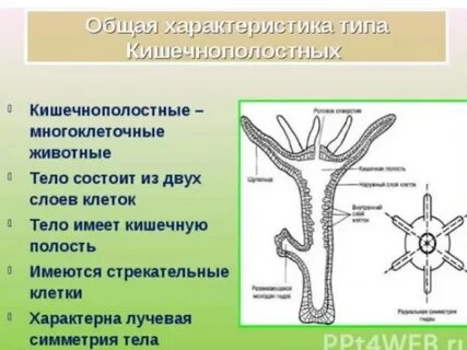 Тип кишечнополостные ответы