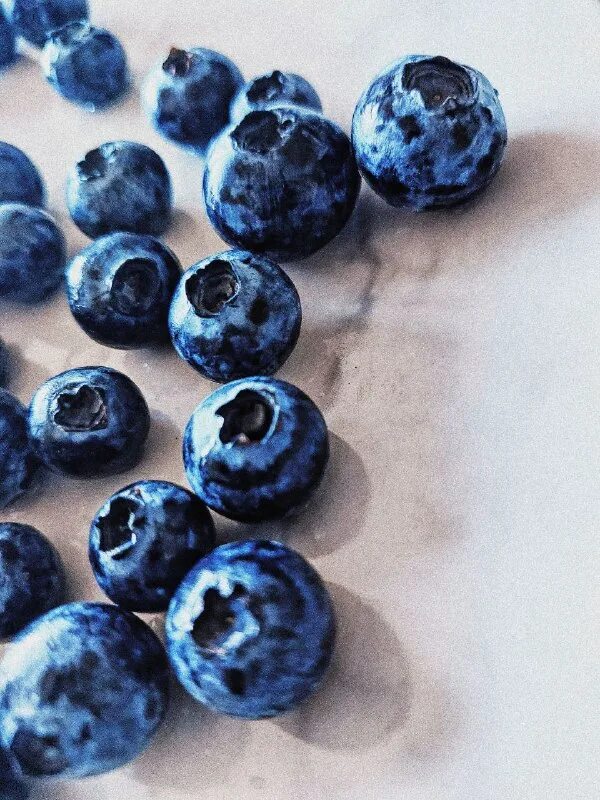 черника и голубика когда зреет. собака ест клубнику с грядки. можно ли собакам голубику. можно ли собакам голубику. можно ли собакам голубику.