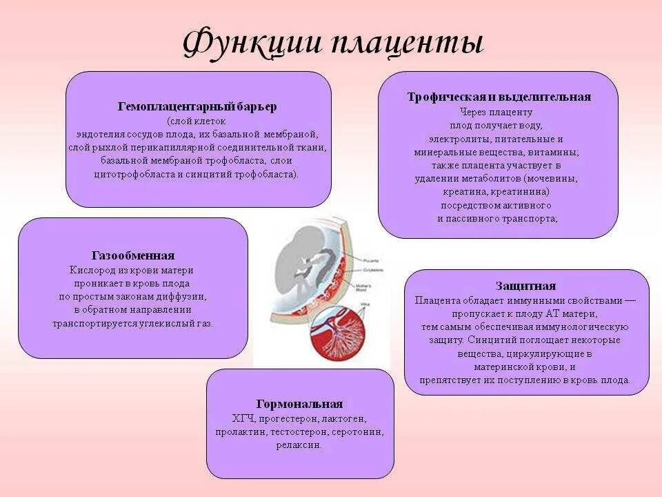 Плод человека получает кислород через