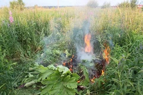 Борщевик на участке способы борьбы