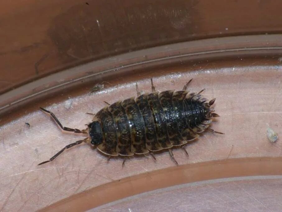 Сахарная чешуйница (lepisma saccharina). Мокрица жук личинки. Таракан мокрица. Домашние мокрицы. Серебрянка (обыкновенная чешуйница).