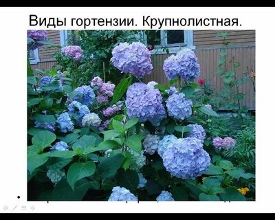 Систематика гортензии