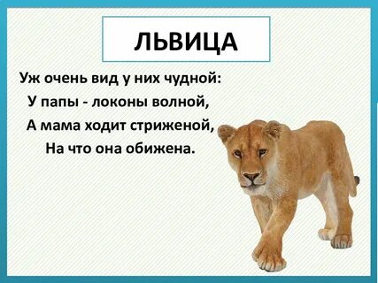 Загадка про льва