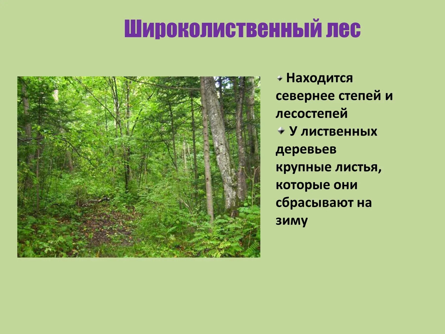 Зона широколиственных лесов 4 класс. Зона лесов смешанные широколиственные. Растительный мир Лесной зоны. Древесина смешанных и широколиственных лесов. Широколиственный лес характерные растения