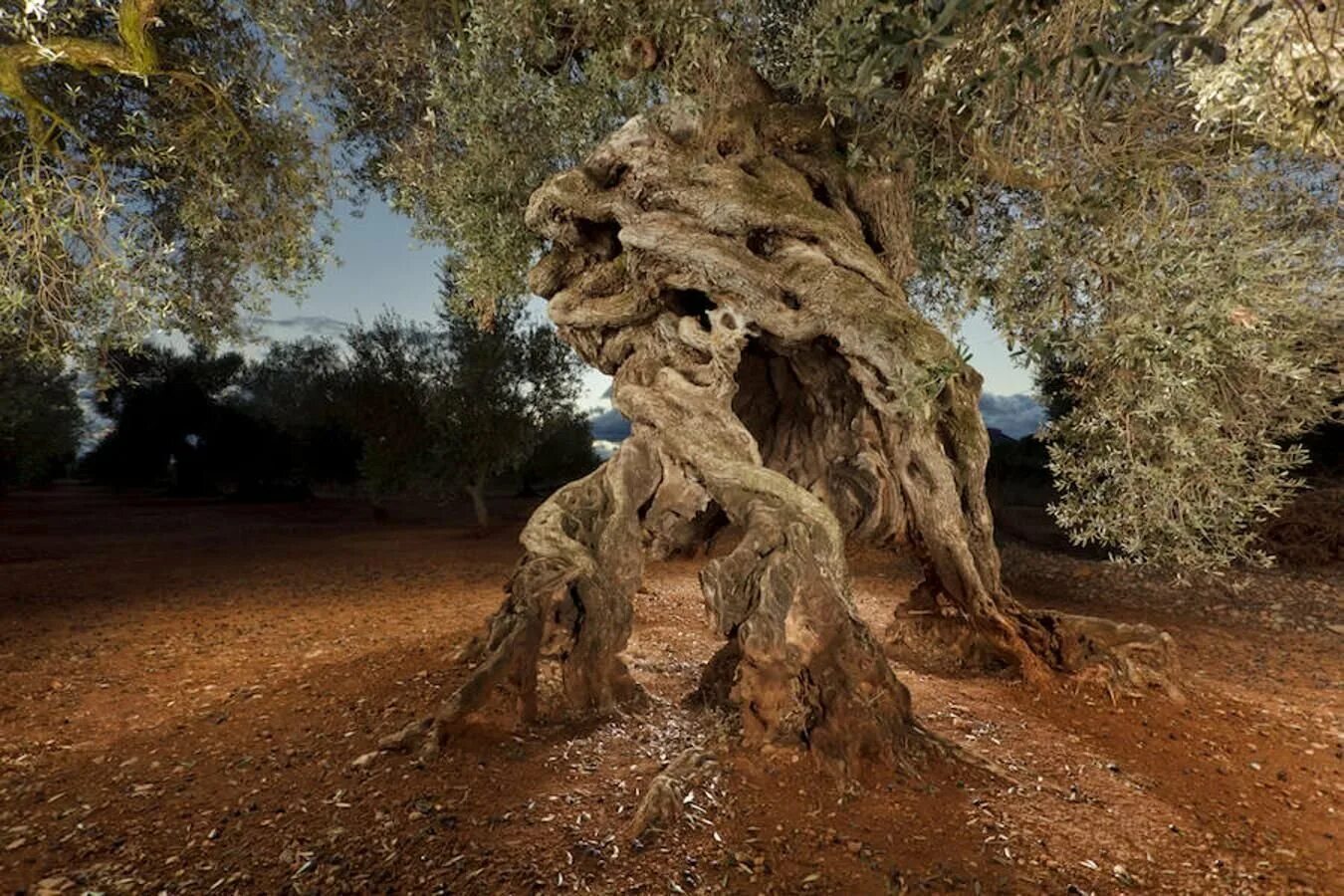 Сухое дерево. Африканский пейзаж. Deserted wood. Дерево в пустыне. Калифорния.