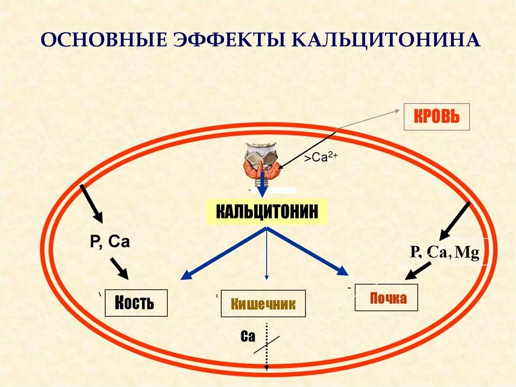 Кальцитонин гормон формула. Строение кальцитонина формула. Кальцитонин гормон структура. Кальцитонин формула химическая.