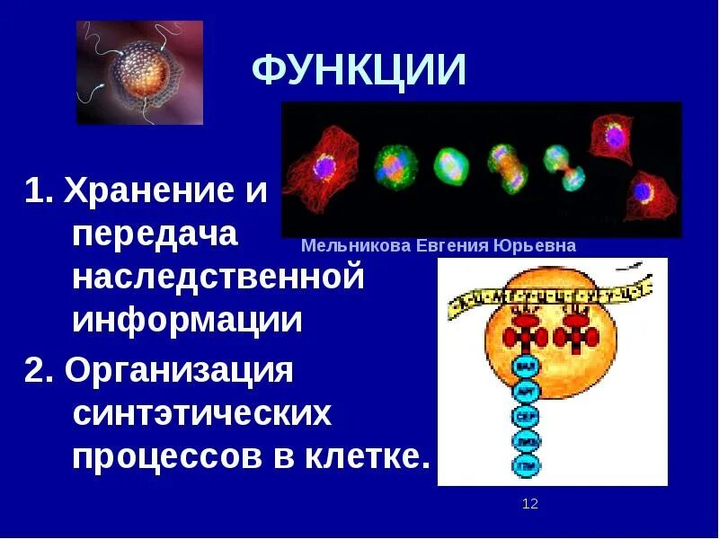Передача наследственной информации клеток обеспечивает. Функция хранения и передачи наследственной информации. хранение наследственной информации в клетке. хранение и передача генетической информации. место хранения в клетке наследственной информации.