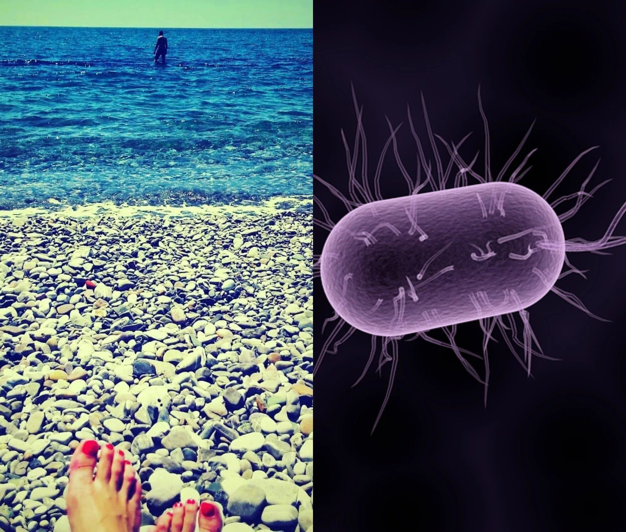 Бактерии пресной воды. Микроорганизмы в море. Бактерии в воде. Морские бактерии. Микроорганизмы в морской воде.