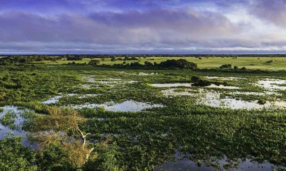 Водно болотные угодья это. Водно болотные угодья это. Водно-болотные угодья. Водно-болотные угодья дельты кубани (краснодарский край). Водно-болотные угодья реки амур.