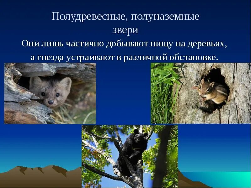 Особенностью наземных животных открытых пространств является наличие. Полудревесные млекопитающие. экологические группы млекопитающих животных. экологические группы млекопитающих презентация. сообщение на тему экологические группы млекопитающих.