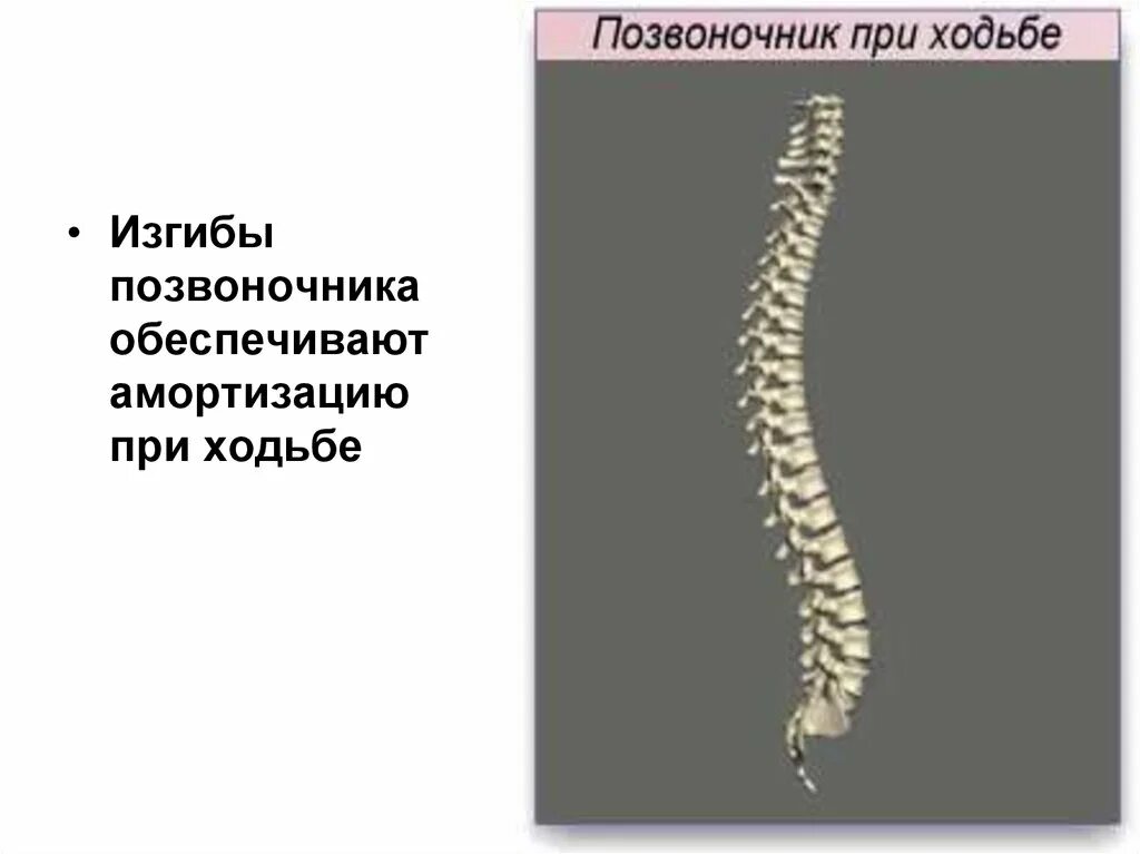 Естественные изгибы позвоночника