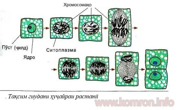 Хучайра. Таксимшавии хучайра. Ҳуҷайраи растани. Ядро ва хучайра. Сохт ва