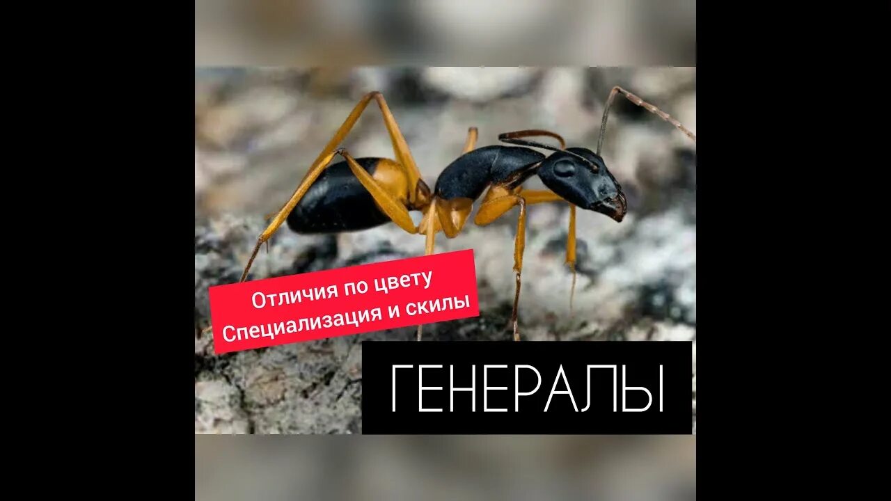 Расстановка спец муравьев. Расстановка спец муравьев. The ants таблица спец муравьев. Спец муравьи. Расстановка спец муравьев.