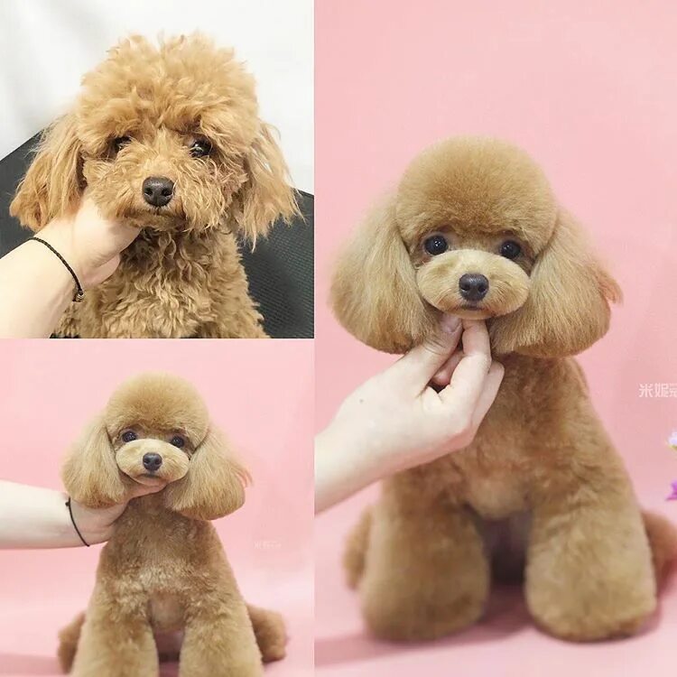 15 Funny Haircuts For Poodles That Will Make Your Day Happy Page 2 of 3 PetPress
