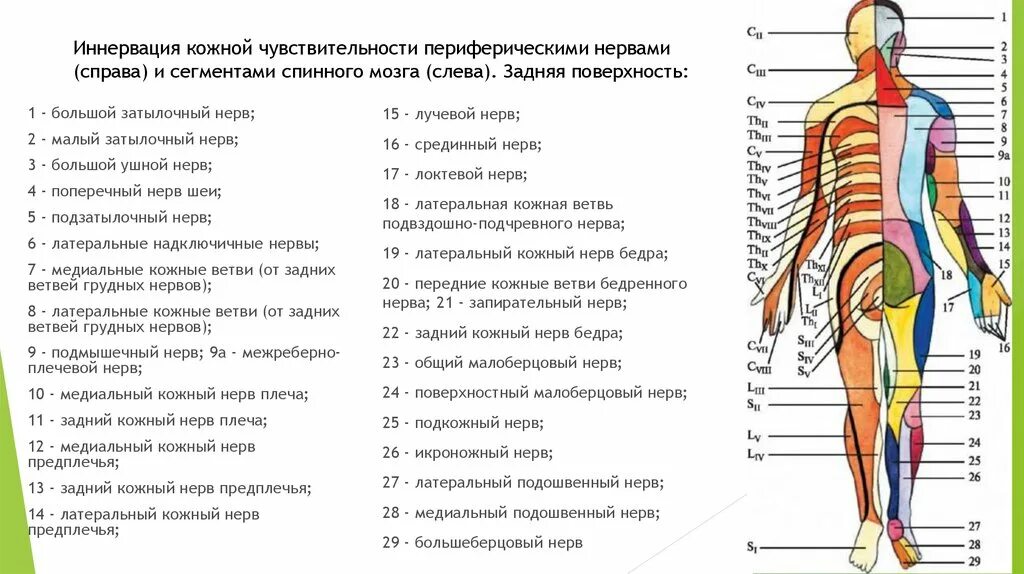 Тактильная чувствительность. Чувствительные участки на. Зоны иннервации спинномозговых нервов схема. Участки тела. Чувствительные участки на.