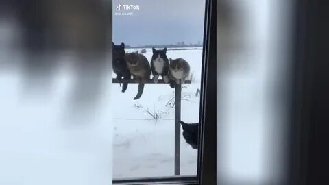Кот вернулся домой