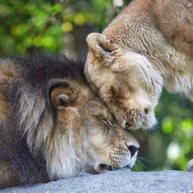 La rassurer en permanence Lion love, Lion, Big cats