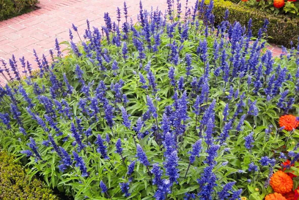 Шалфей (сальвия) дубравный Нью Дименшион Блю/Salvia nemorosa New Dimension Blue 