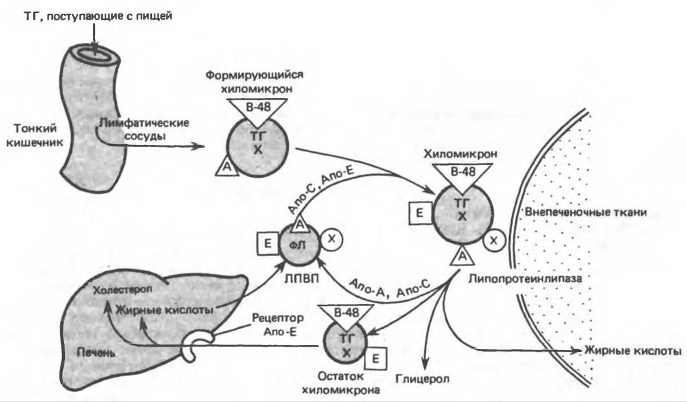 Схема транспорта экзогенных липидов в крови. Транспорт экзогенных липидов схема. Транспорт экзогенных липидов в крови. Транспортные формы липидов хиломикроны.