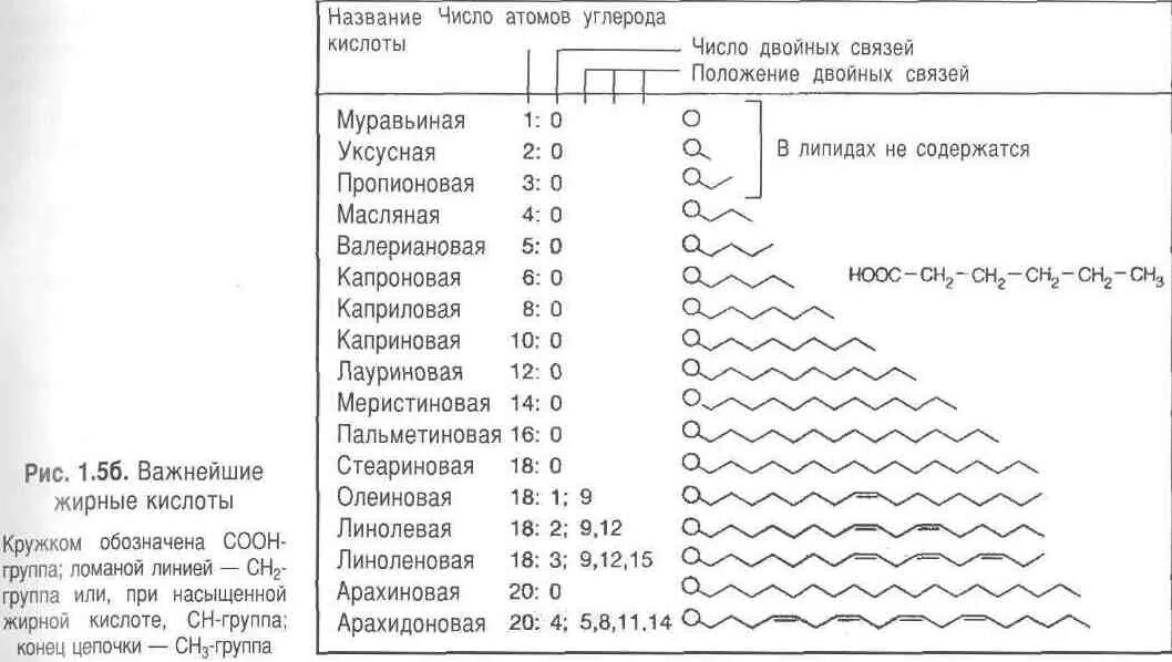 Высшие кислоты формулы. Предельные с4 жирные кислоты. основные ненасыщенные жирные кислоты таблица. общая формула ненасыщенных жирных кислот. основные жирные кислоты таблица.