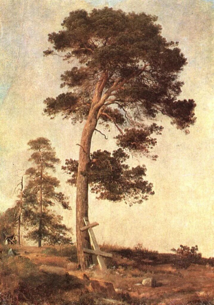 Автор картины сосна. Автор картины сосна. Левитан сосны. Художник крачковский сосны лес. Вековая сосна белокуриха.