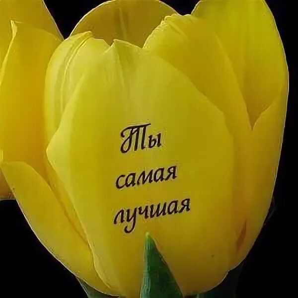 Песня купил для тебя тюльпан украл. Букет цветов с извинениями. Жёлтые тюльпаны с надписью. Жёлтые тюльпаны для любимой. Тюльпаны надпись.