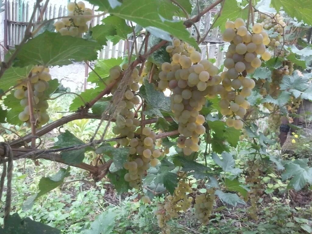 Первенец - гибридная форма винограда ранне-среднего срока созревания. Кусты силь
