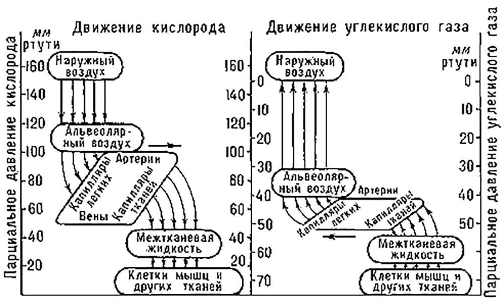 Транспорт кислорода и углекислого газа кровью схема. Транспорт углекислого газа кровью физиология схема. Схема транспорта кислорода и углекислого газа гемоглобином. Движение кислорода и углекислого газа. Последовательность этапов движения кислорода