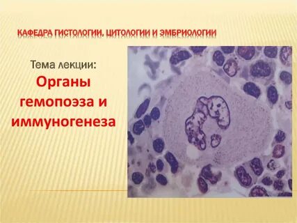 Цитология эмбриология