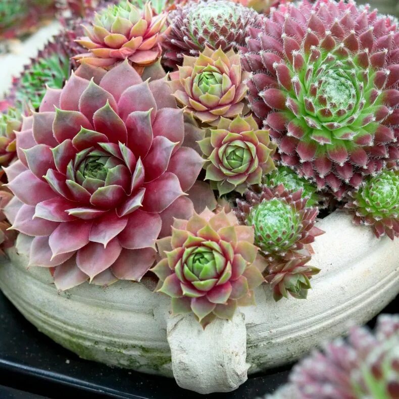 Суккуленты фото. Молодило Sempervivum Cassiopea. Молодило (Sempervivum). Молодило, «каменная роза» (Sempervivum). Молодило кровельное (Sempervivum tectorum).