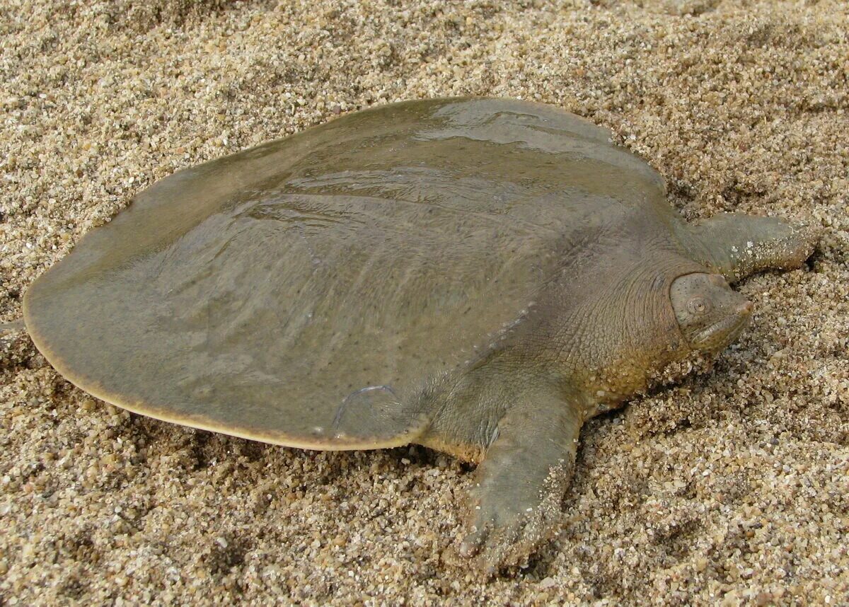 Черепаха без панциря бездомная. Pelochelys cantorii. Мягкотелая черепаха. Трионикс черепаха. Трионикс Дальневосточный.