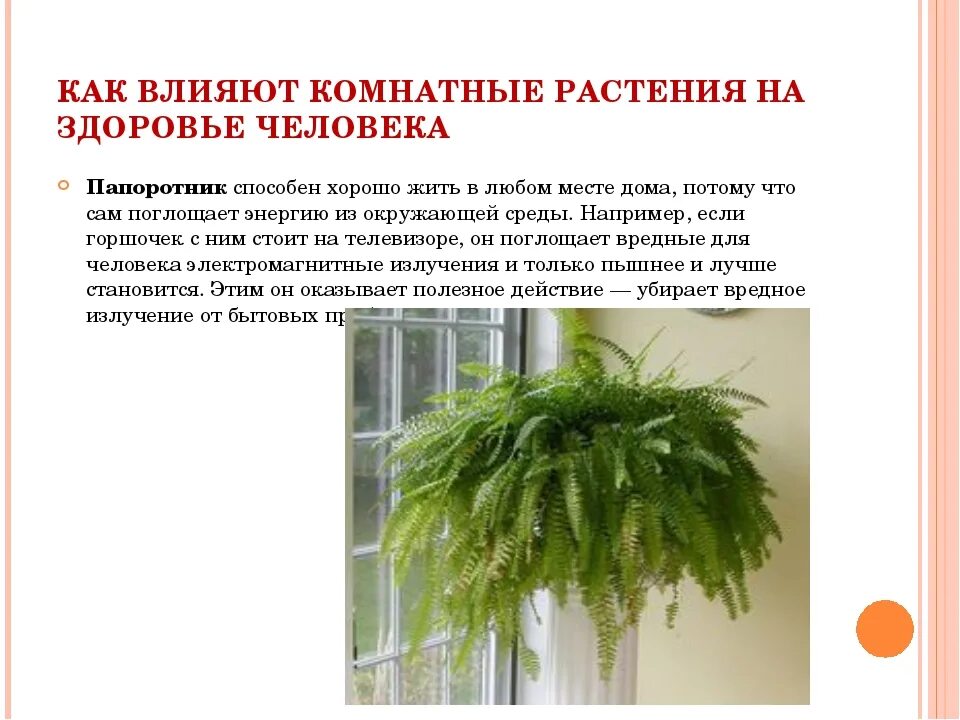 Папоротник орляк калининград. Вред папоротника. Папоротник калорийность. Папоротник витмани. Папоротник орляк домашний.