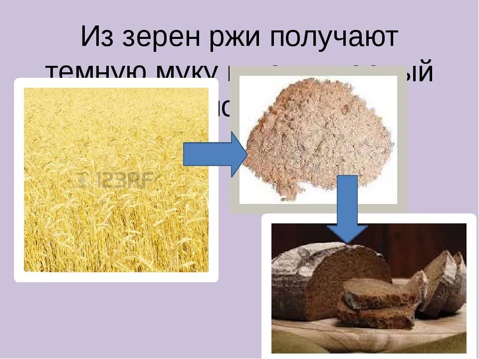 Белый хлеб получают из. Из чего изготовлен хлеб. Продукция из ржи. Хлеб делают из пшеницы. Из какого зерна получают муку.