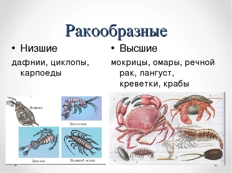 Членистоногие в царстве животных. Тип членистоногие класс ракообразные представители. многообразие ракообразных 7 класс биология. классификация ракообразных схема. ракообразные представители типа членистоногие.