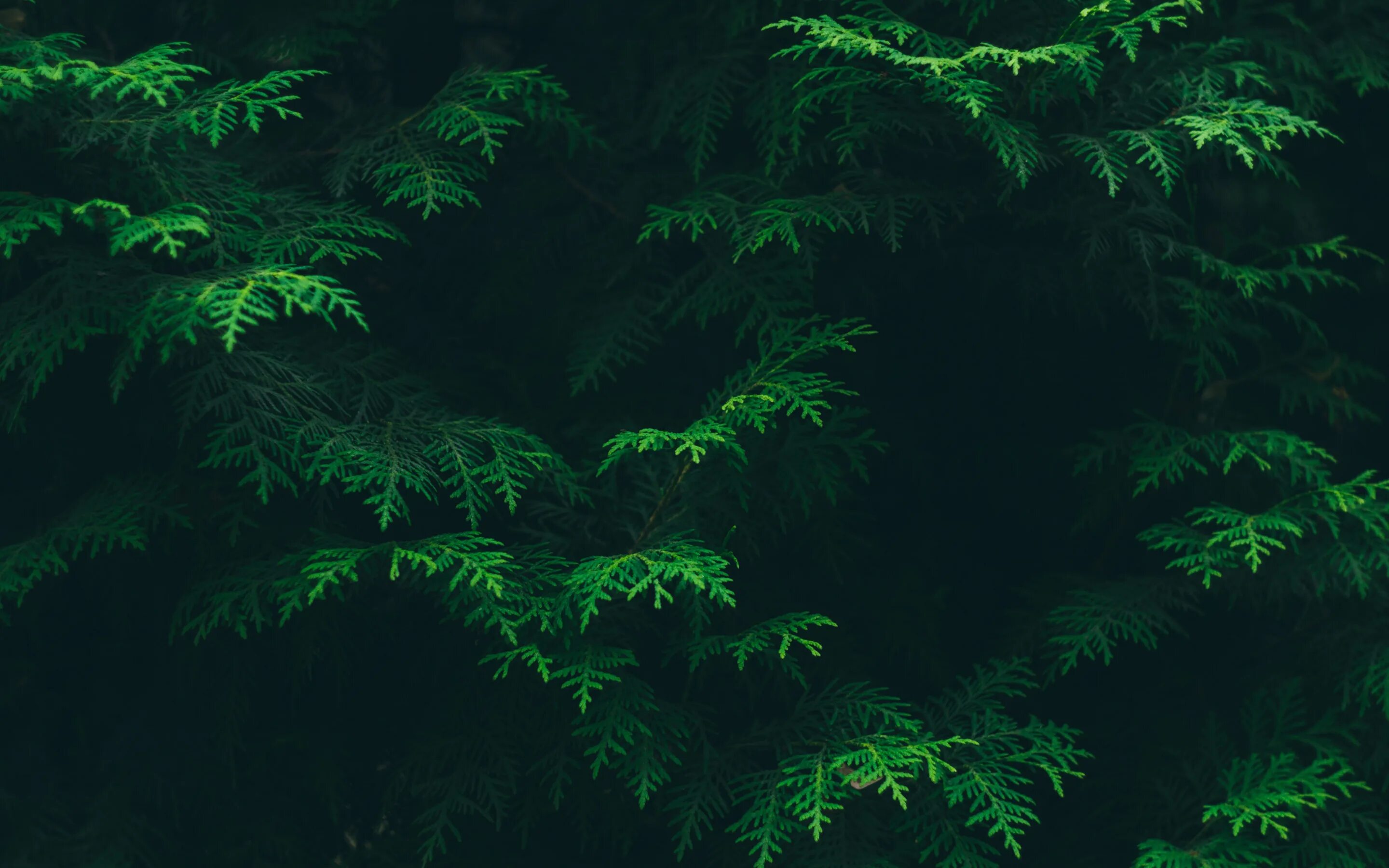 Темный еловый лес. Темно зеленый лес. Темно зеленый фон. Хвоя на темном фоне. Темно хвойный
