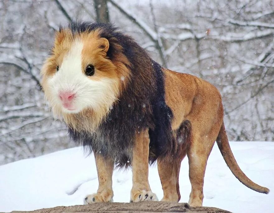 Новый тип животных
