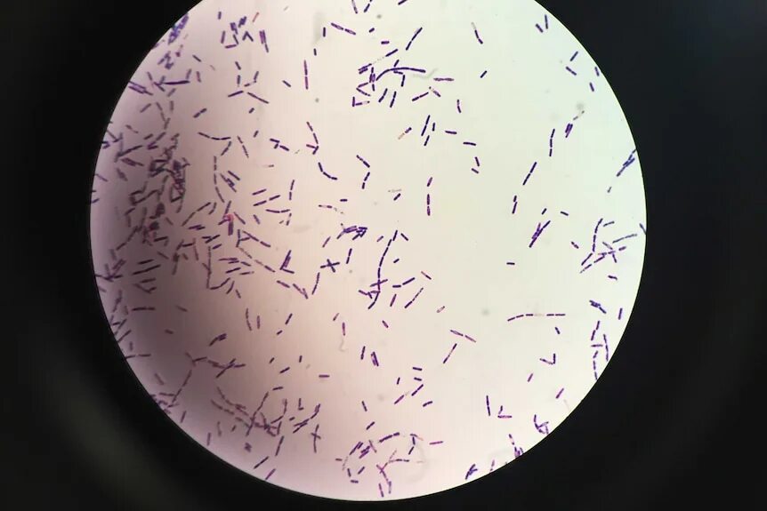 Бактерии палочки под микроскопом Antibiotics produced by bacillus subtilis