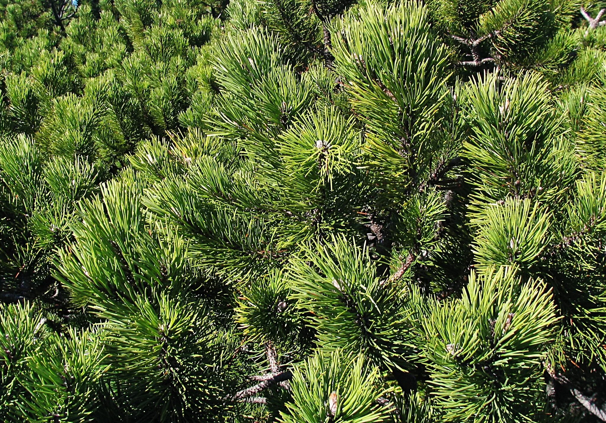 Северные хвойные породы. Сосна Веймутова хвоя. Сосна Горная Пумилио. Pinus mugo Albovariegata Panoch. Pinus Sylvestris.