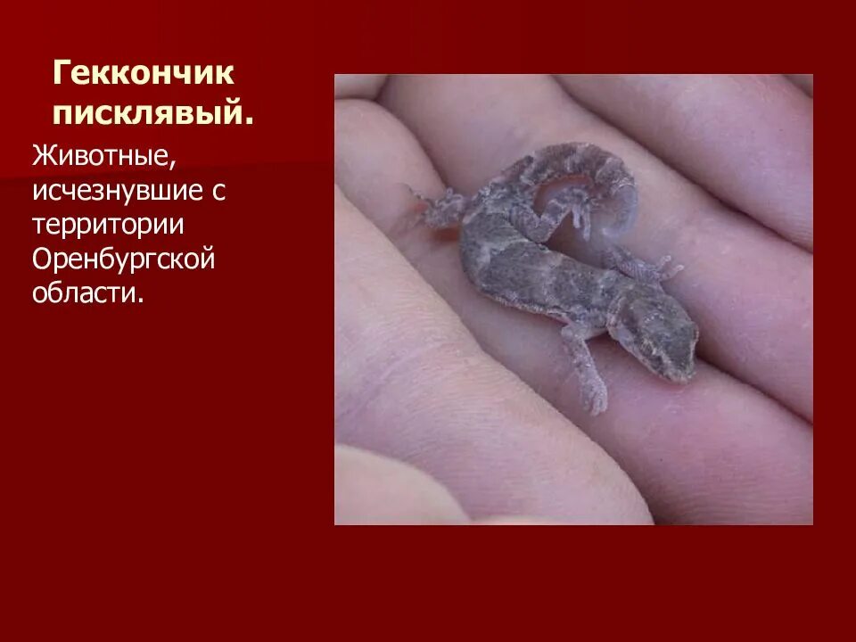 Рак занесен в красную