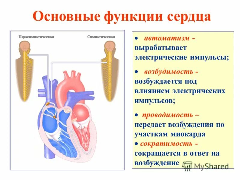 Какова функция сердца. Строение сердца структуры и функции. сердце человека строение и функции. сердце орган строение и функции. основные функции сердца человека.