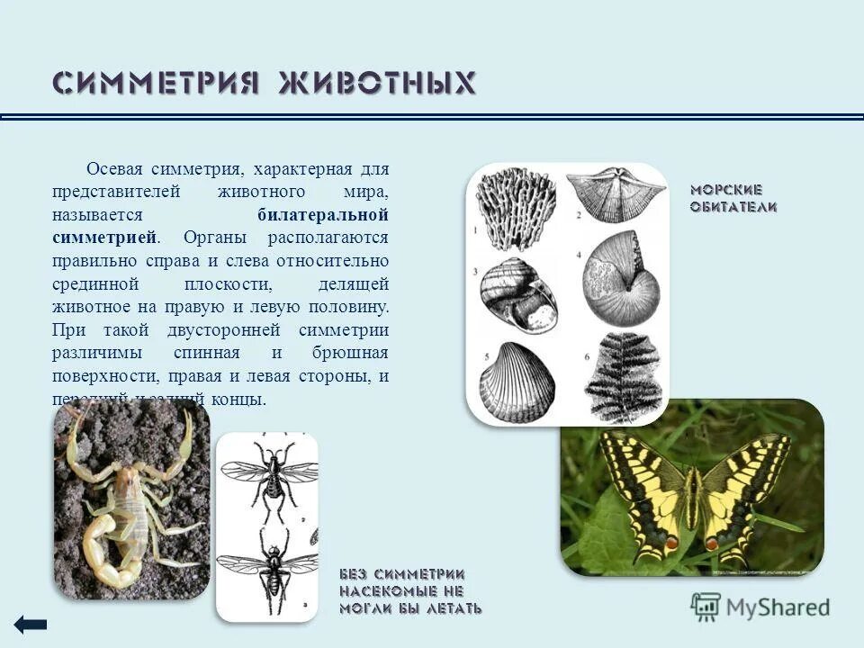 Типы симметрии животных 7 класс. Вращательная симметрия в природе. Симметрия животных. Типы симметрии животных. Билатеральная симметрия у животных примеры.