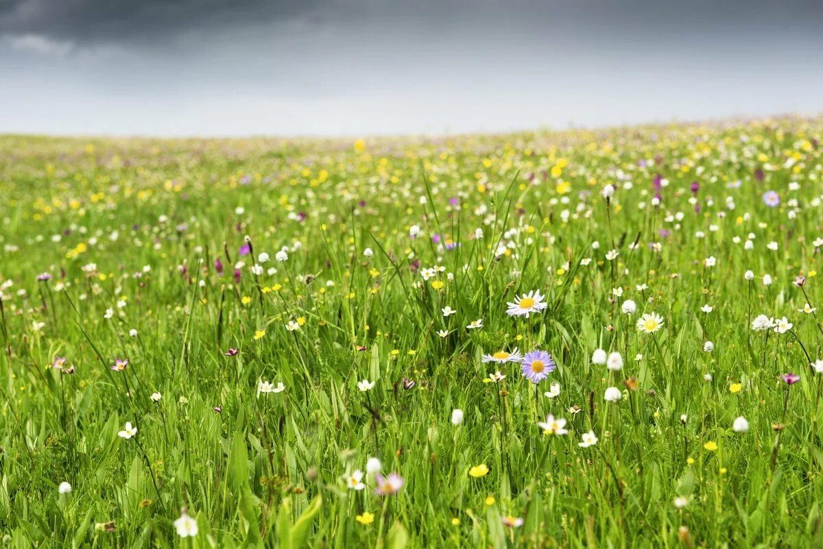 Полевые цветы. Растительность на лугу. Кашка цветок луговой. Луговая трава с цветами. Цветущий луг.