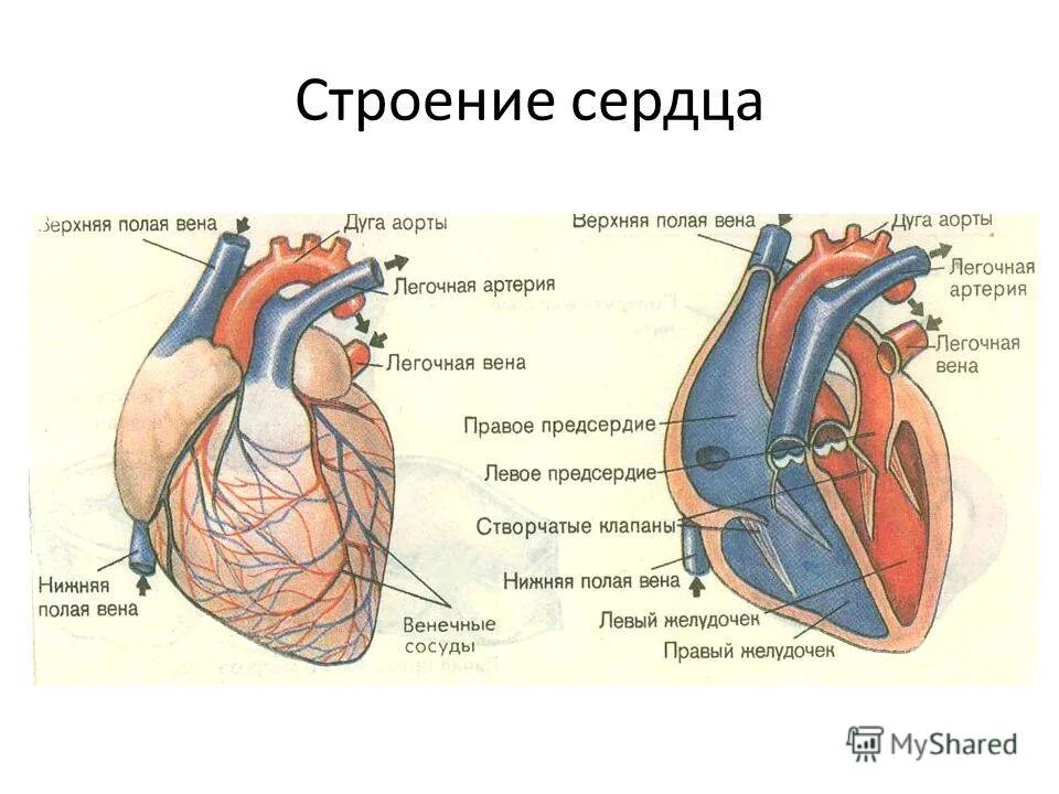 Обозначьте рисунок строение сердца. Внутреннее строение сердца схема. Внешнее строение сердца схема. Строение сердца человека анатомия рисунок. Сердце человека картинка строение с описанием.